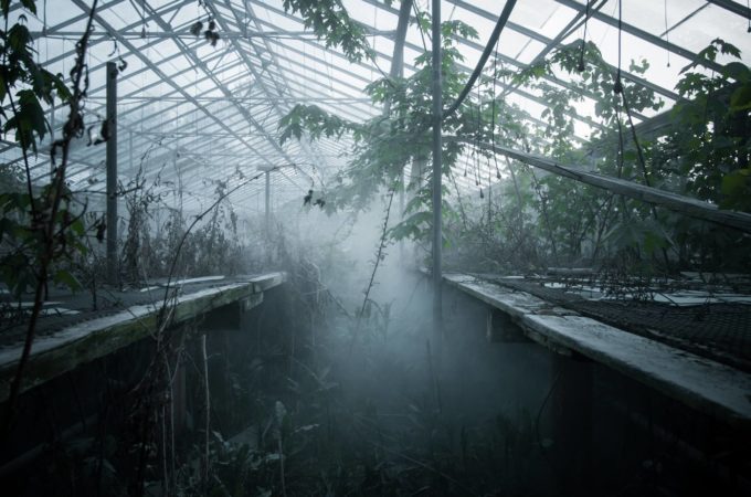 The Glass Forest