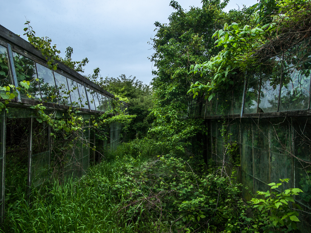 Emerald Glow – A Beautiful Abandoned Greenhouse