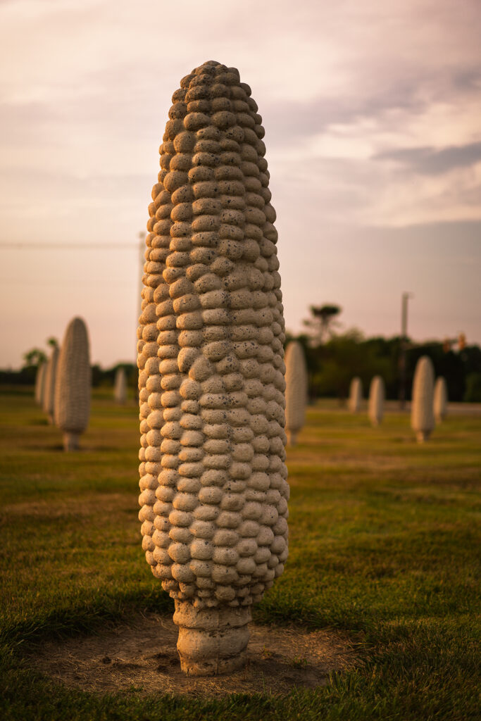 field of corn in ohio