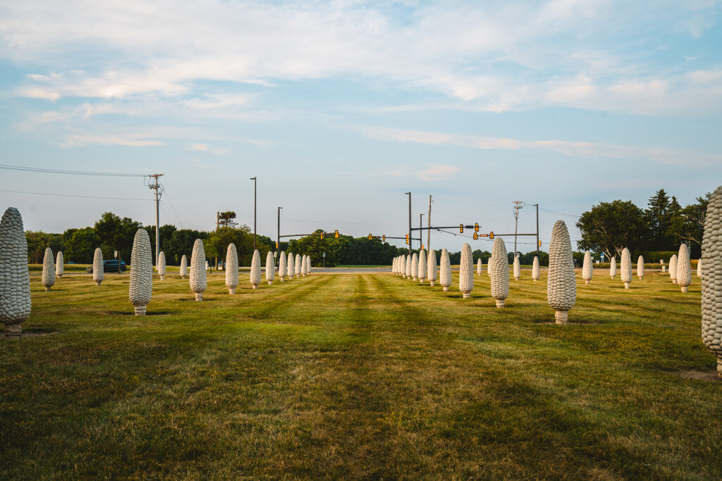 field of corn in ohio