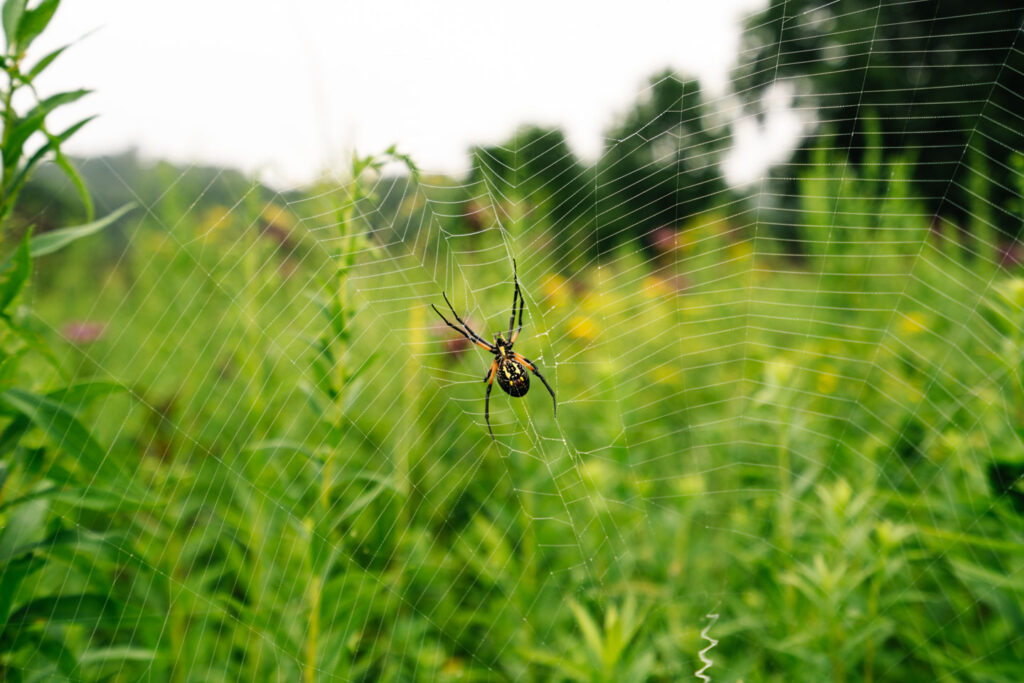 yellow garden spider