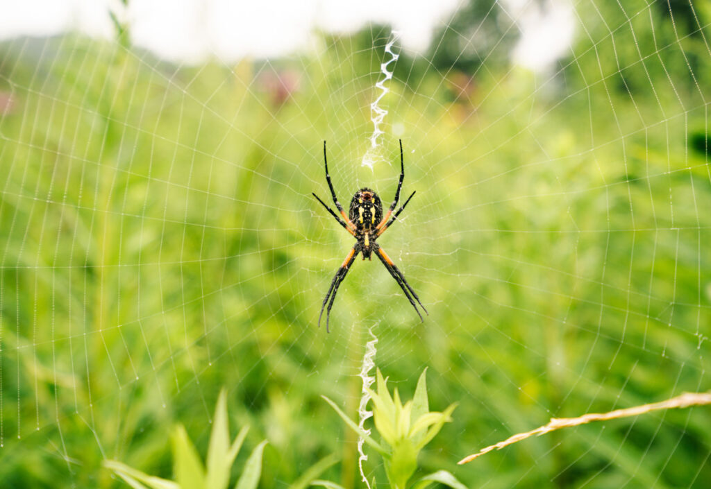 yellow garden spider