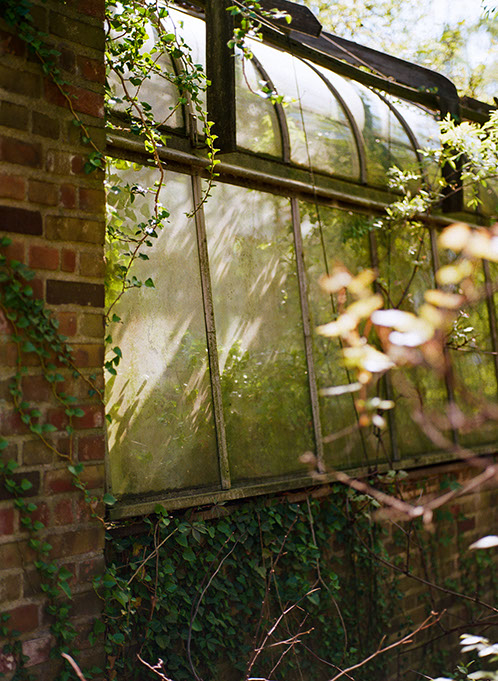 Historic greenhouse window and brick wall, overgrown with ivy and vines under dappled sunlight at the Legacy Village