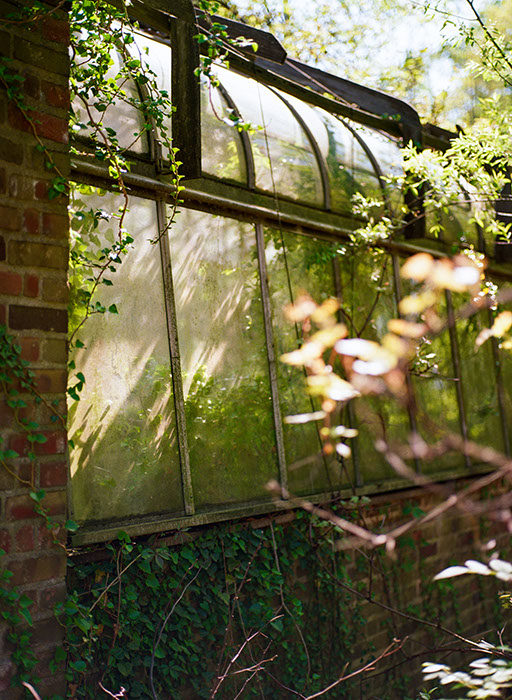 Sunlight illuminates the glass panes and brick wall of an overgrown greenhouse at the 1925 Legacy Village Carriage