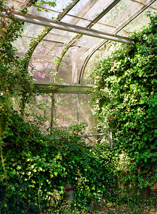 Overgrown greenhouse at Legacy Village Carriage Houses, its arched glass roof and metal structure reclaimed by vibrant